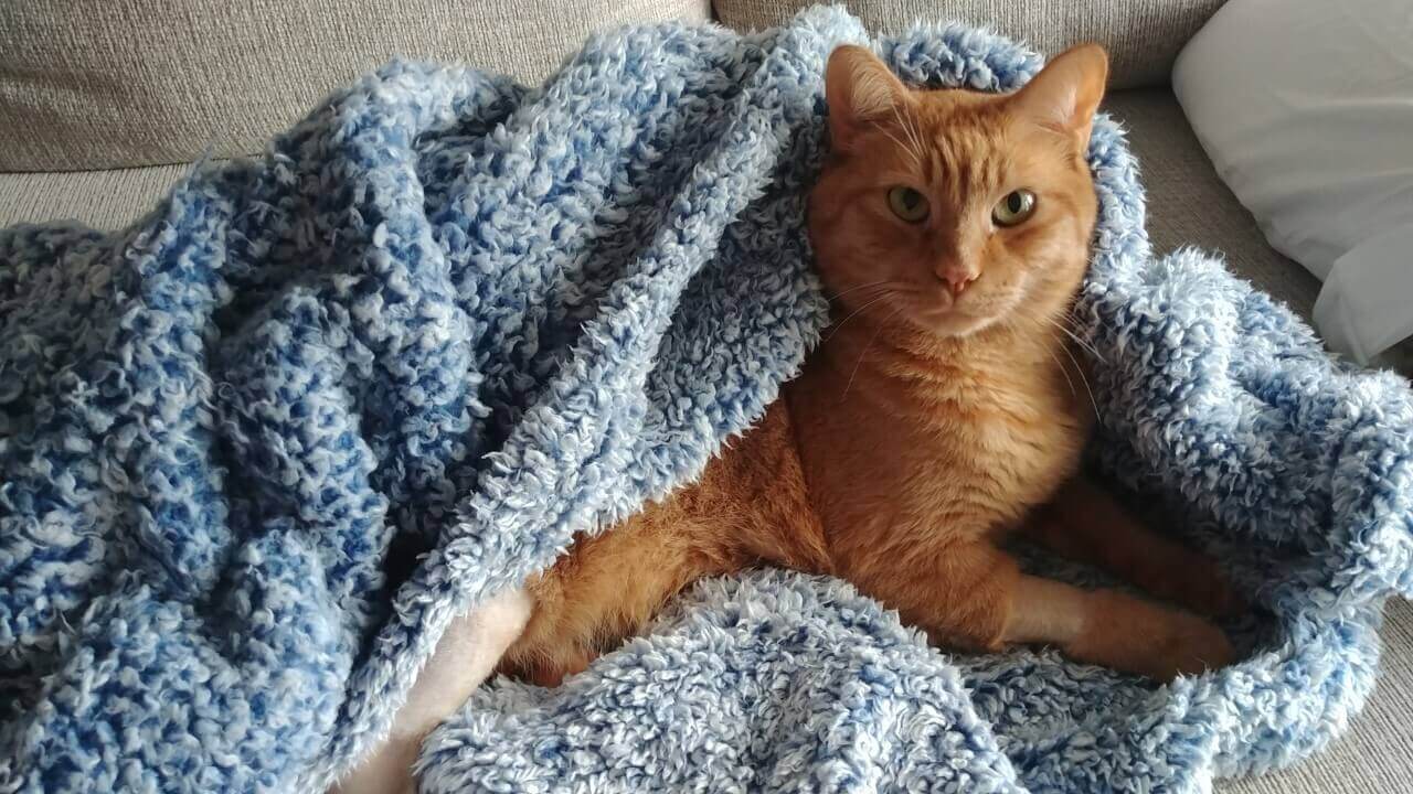 fortworthanimalmilocat