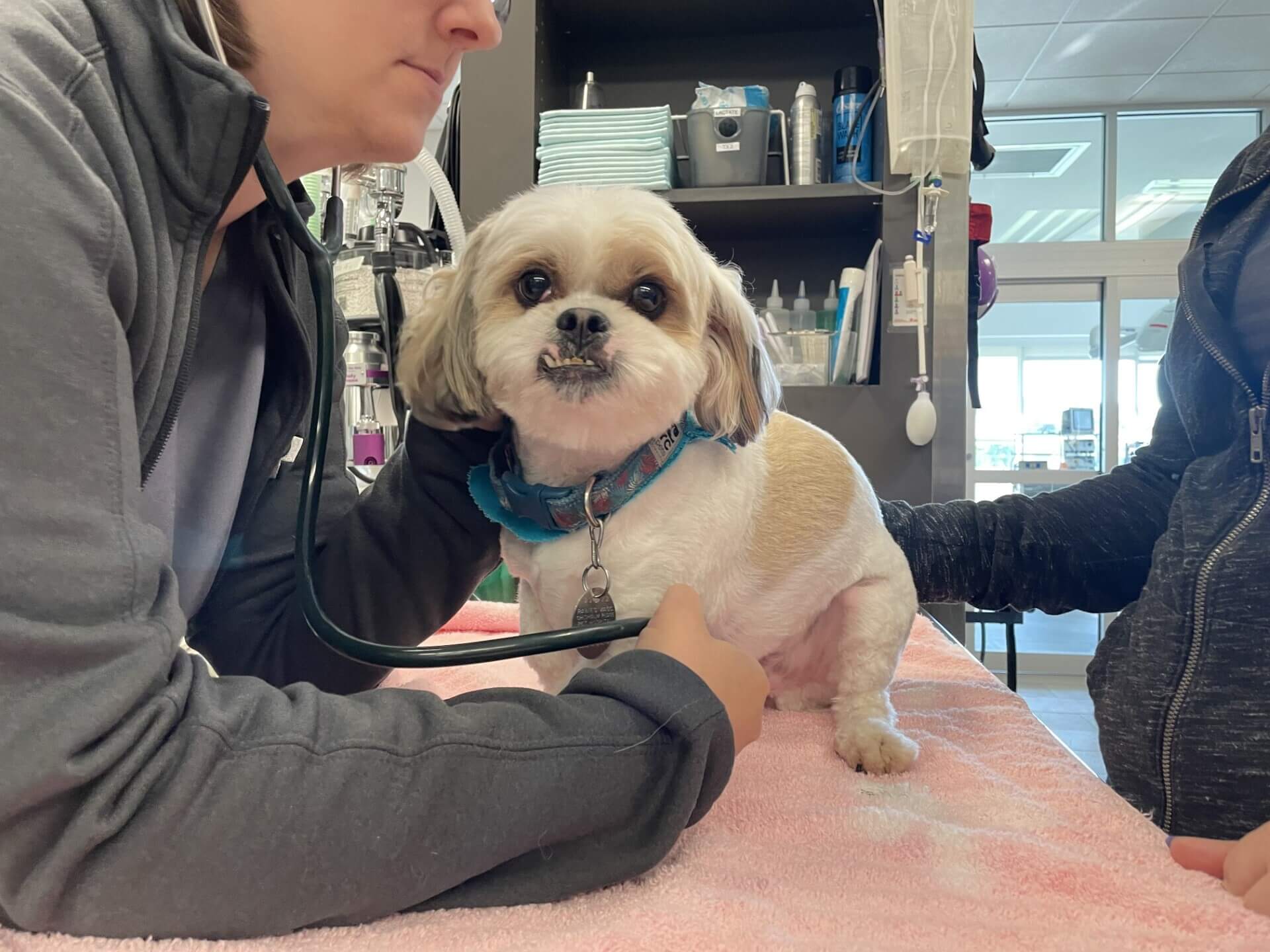 Cat and Dog Services Cat and Dog Services