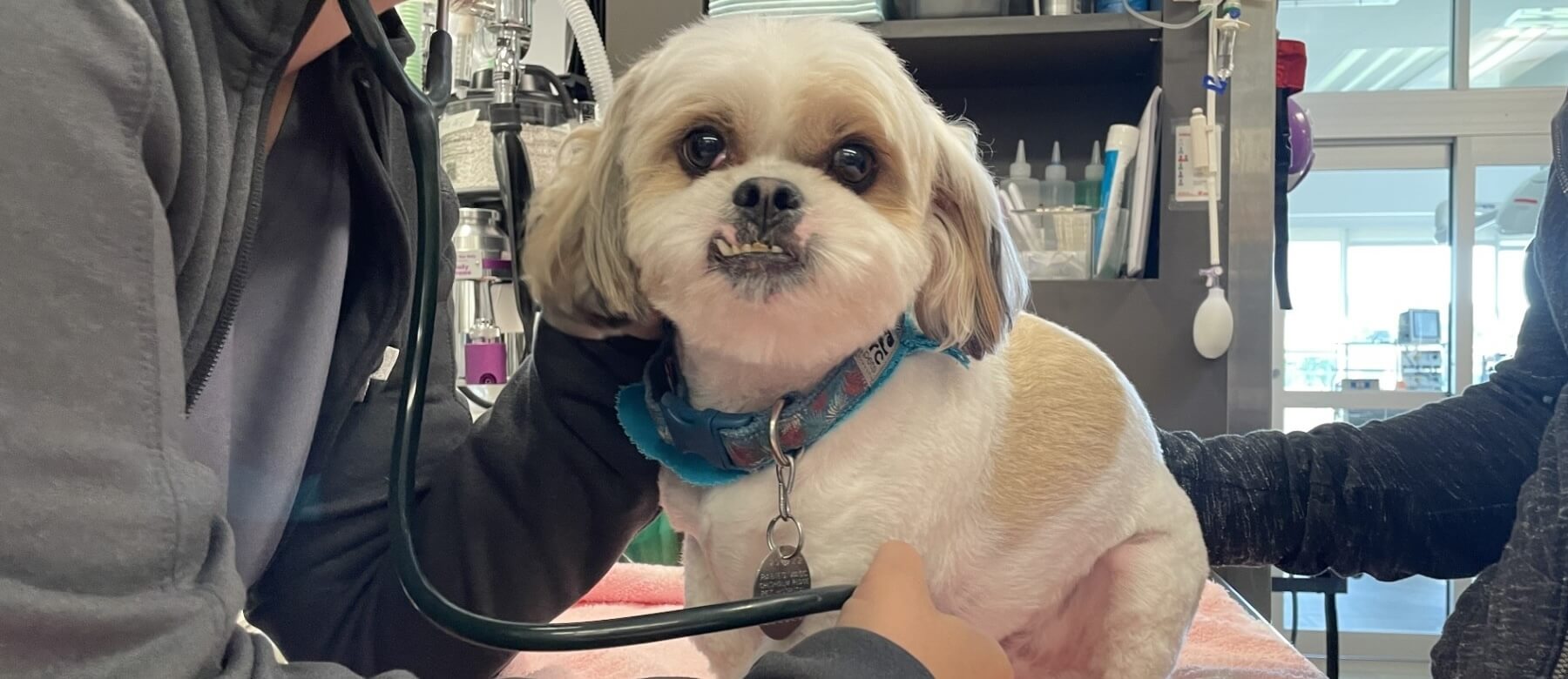 Mugsy at wellness exam, Fort Worth Emergency