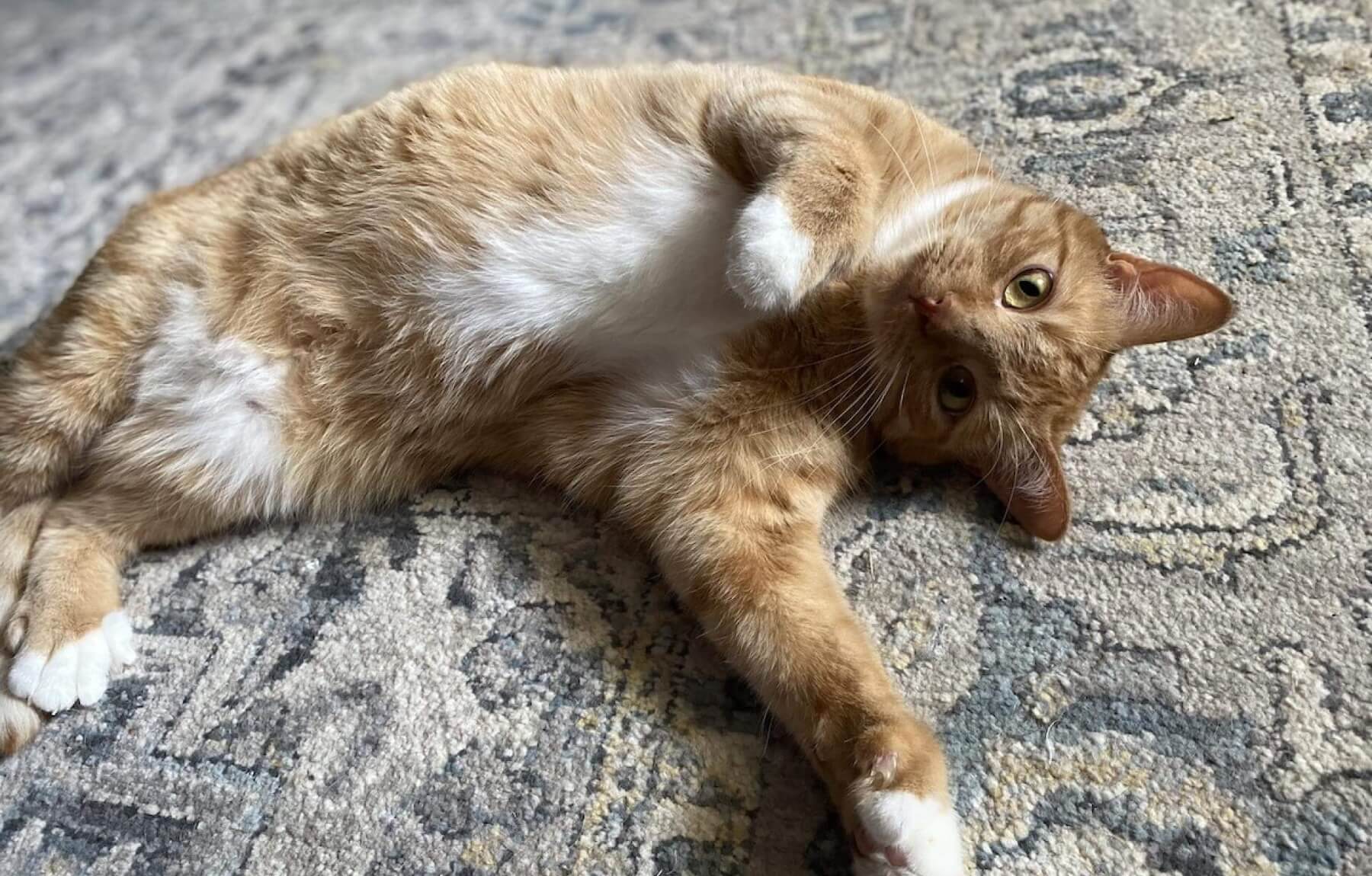 Toebeans laying on ground playing