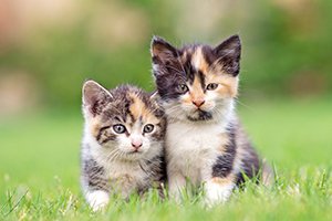 Kittens