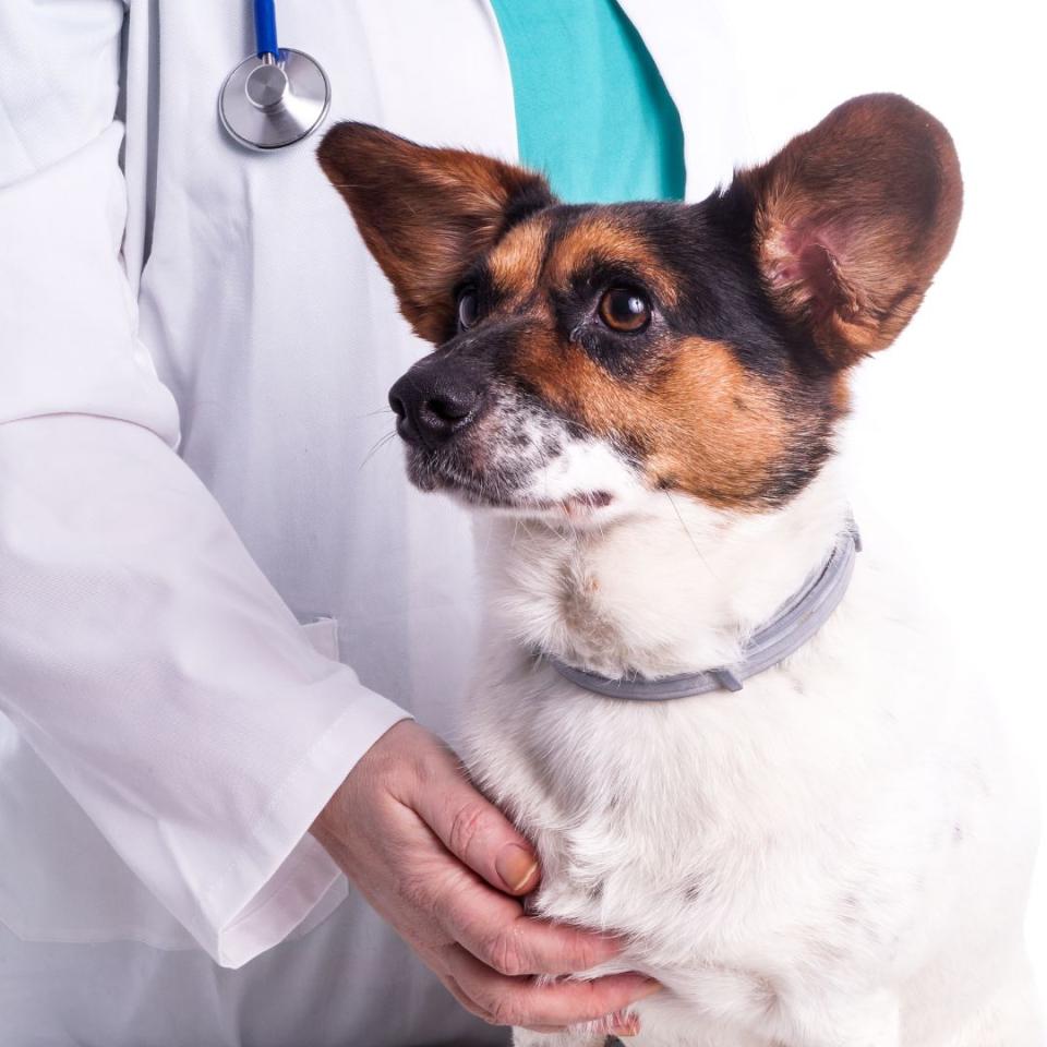 Associate DVM