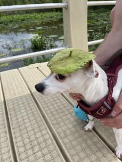 Cricket lily pad