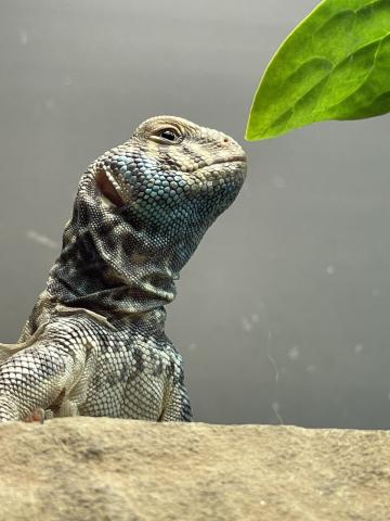 LilFoot