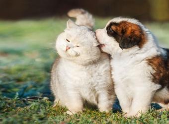 Top 12 Reasons to Spay or Neuter