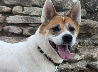 Bad Pet Breath? 10 Important Things You Need To Know...