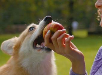 Can My Dog Eat That? A Veterinarian's Take on the Internet's Most Asked Foods for Dogs