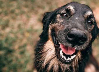 Pet Eye Health: Everything You Need to Know About Common Dog & Cat Eye Disorders — Part II