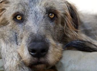 Gastric Bloat And GDV In Dogs