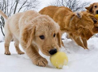 Pet Fitness Bootcamp: Keeping Your Pet Active During the Winter