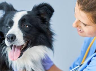 Vaccinology 101: Understanding the Reasoning Behind Your Veterinarian’s Recommendations for Dog Vaccinations