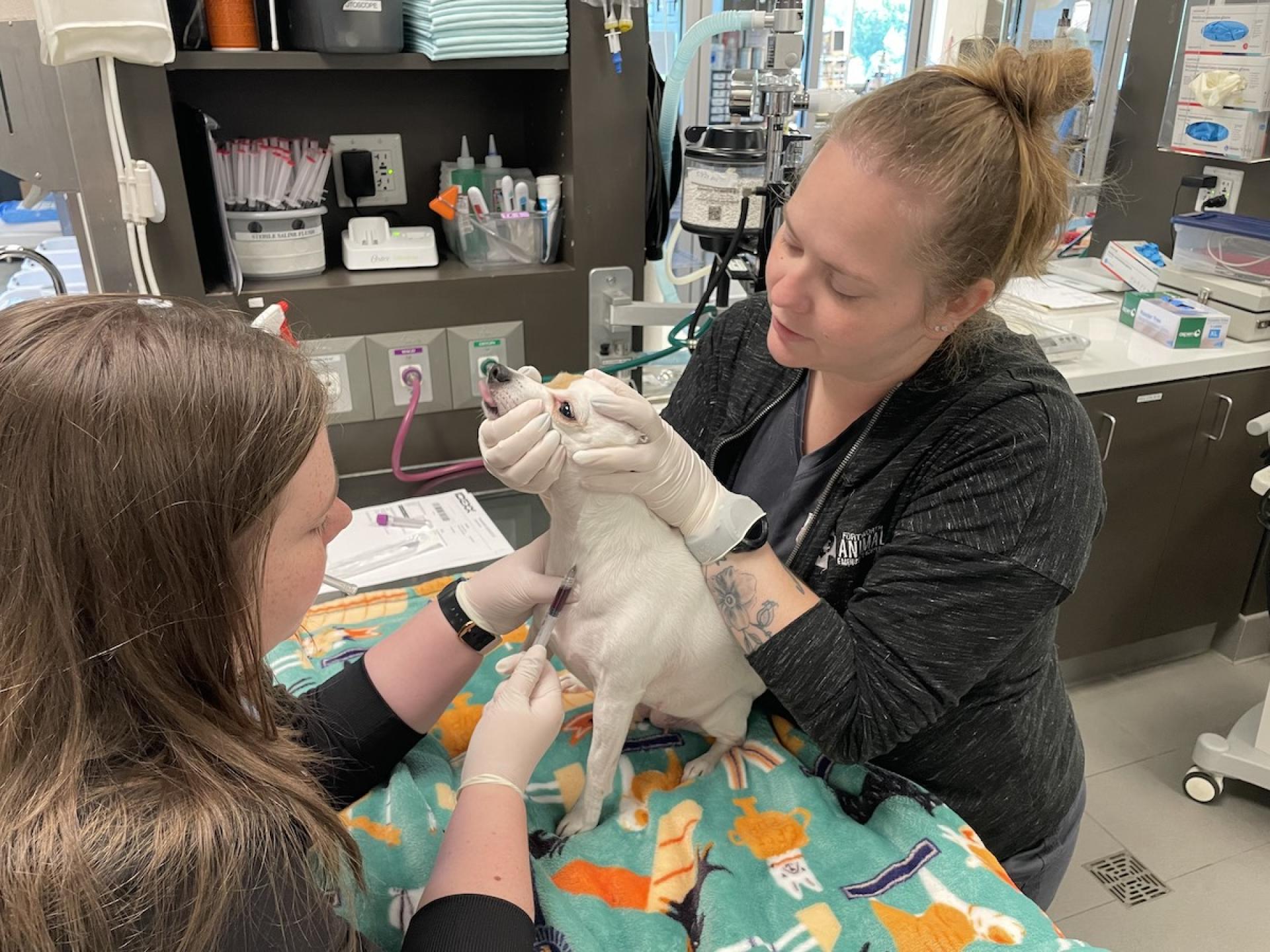 Hannah Hollie Fort Worth Animal Emergency Hospital